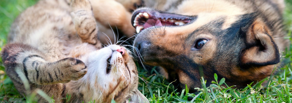 Dog and Cat